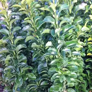 Euonymus japonicus 'Green Spire'
